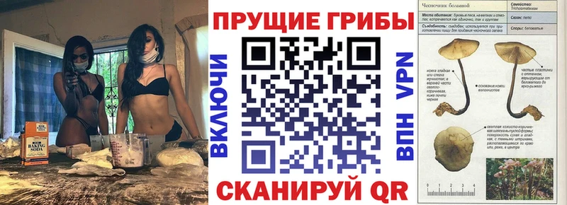 Псилоцибиновые грибы Psilocybe  сколько стоит  Губкин 